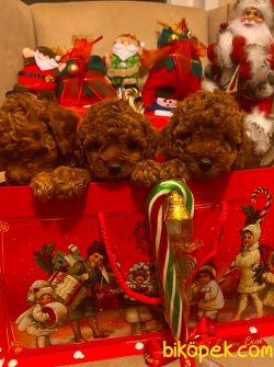 Basık Burunlu Orjinal Mini Toy Poodle Yavrularımız 2