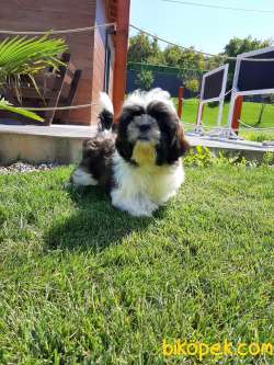 BASIK SURAT SHIH TZU YAVRULARI 1