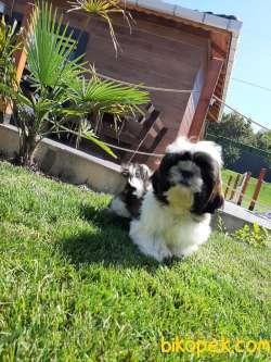 BASIK SURAT SHIH TZU YAVRULARI 4