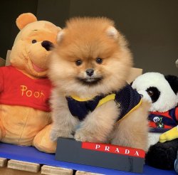 Başlangıç Seviyesi Tuvalet Eğitimli Pomeranianboo 1