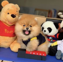 Başlangıç Seviyesi Tuvalet Eğitimli Pomeranianboo 3