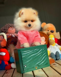 Başlangıç Seviyesi Tuvalet Eğitimli PomeranianBoo 1