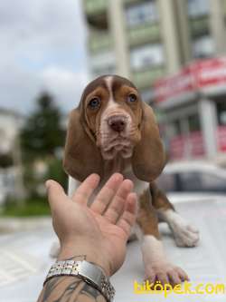 BASSET HOUND DİŞİ ERKEK YAVRULAR 4