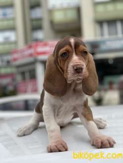 BASSET HOUND DİŞİ ERKEK YAVRULAR 5