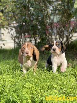 BASSET HOUND DİŞİ ERKEK YAVRULAR 3