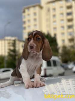 BASSET HOUND DİŞİ ERKEK YAVRULAR 2