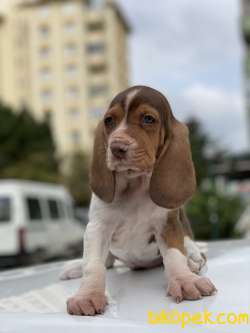 BASSET HOUND DİŞİ ERKEK YAVRULAR 1