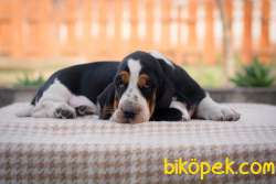 BASSET HOUND YAVRULARIMIZ 3