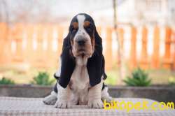 BASSET HOUND YAVRULARIMIZ 2