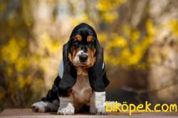 BASSET HOUND YAVRULARIMIZ 1