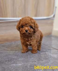 Bayram Hediyesi Safkan Toy Poodle Yavrumuz 2