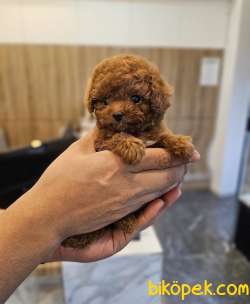 Bayram Hediyesi Safkan Toy Poodle Yavrumuz 3