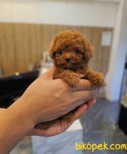 Bayram Hediyesi Safkan Toy Poodle Yavrumuz 4