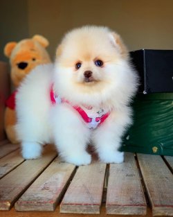 Güncel Dişi Pomeranianboo Yavrularımızdan 2