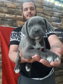DEV CANE CORSO YAVRULARI 3