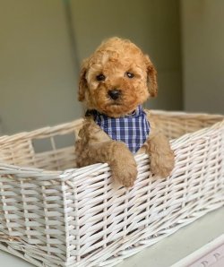 Sevi̇mli̇ Toy Poodle Yavrularımız 4