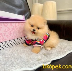 Boo Pomeranian Yavrular 1