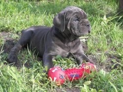 SATILIK BLU CANE CORSO YAVRULARI 3