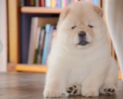 CHOW CHOW BEBEKLERİMİZ BEYAZ AYI KAFA BASIK BURUNLU 1