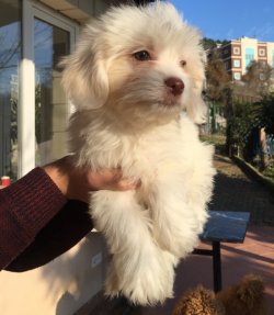 Kar Beyaz Maltese Yavrular 4