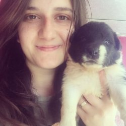 Çiftliğimizden Border Collie Yavrularımız 5