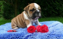 Ingiliz Bulldog Yavrularımız 1