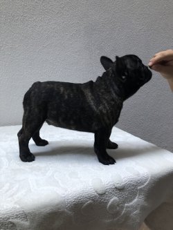 Fcı A Class Secereli Belgeli Show Kalite French Bulldog Yavruları 3
