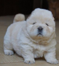 Satılık Beyaz Chow Chow Yavruları 3