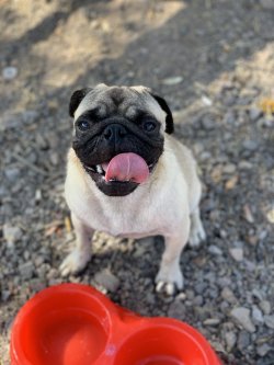 Pug Mops 2