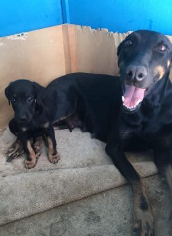 Muhteşem Doberman Yavruları 4