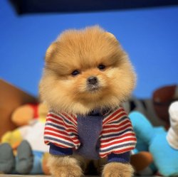 Veteriner Sağlık Onaylı Pomeranianboo Yavruları 4