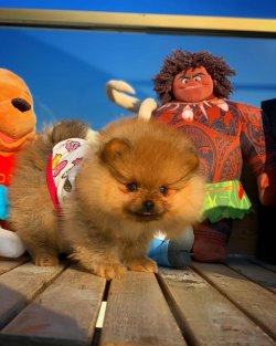Irk Ve Sağlık Garantili PomeranianBoo Yavrularımızdan 1