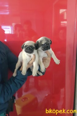 Sevimli Pug Mons Yavruları 3