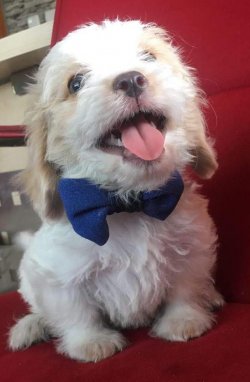 Sevimli Maltese Terrier Yavrulari 1