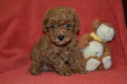 Red Toy Poodle 2