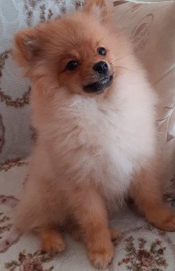 0 Numara Pomeranian Yavrularimiz 1