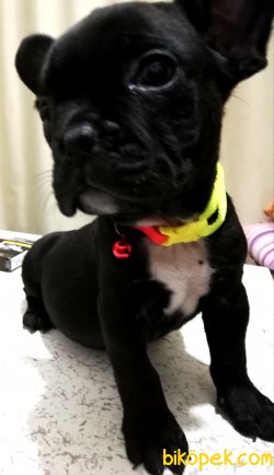 Erkek Tiger French Bulldog Yavrumuz 3