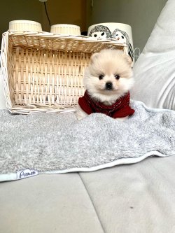 Boo Pomeranian Yavrular 3