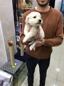 GOLDEN RETRIEVER YAVRULARIMIZ 2
