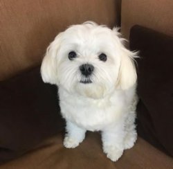 Maltese Terrier Yavrularımız 1