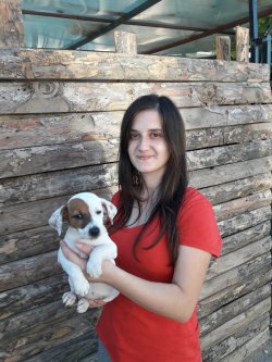 Muhteşem Jack Russel Yavrularımız 3