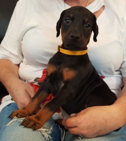 Doberman Yavrularımız 5