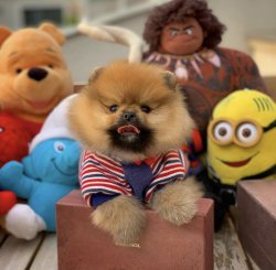 Veteriner Sağlık Onaylı Pomeranianboo Yavruları 1