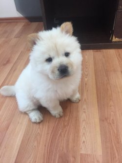 Satılık Safkan Chow Chow Yavrularımız 2