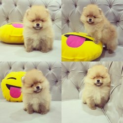 Pomeranian Boo Belgeli Eğitimli Yavrularımız 4