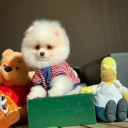 3 Aylık Yarışma Düzeyi PomeranianBoo Oğlumuz 2