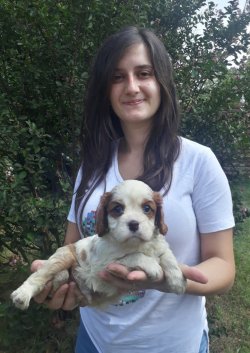 Cavalier King Charles Yavrularımız 1