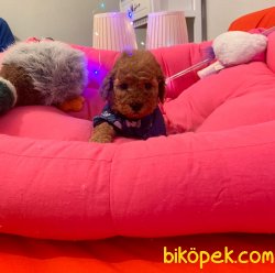 TOY POODLE YAVRULAR 4