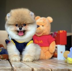 Başlangıç Seviyesi Tuvalet Eğitimli PomeranianBoo 2