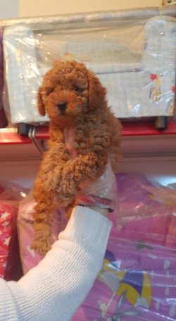 POODLE -TOY 1